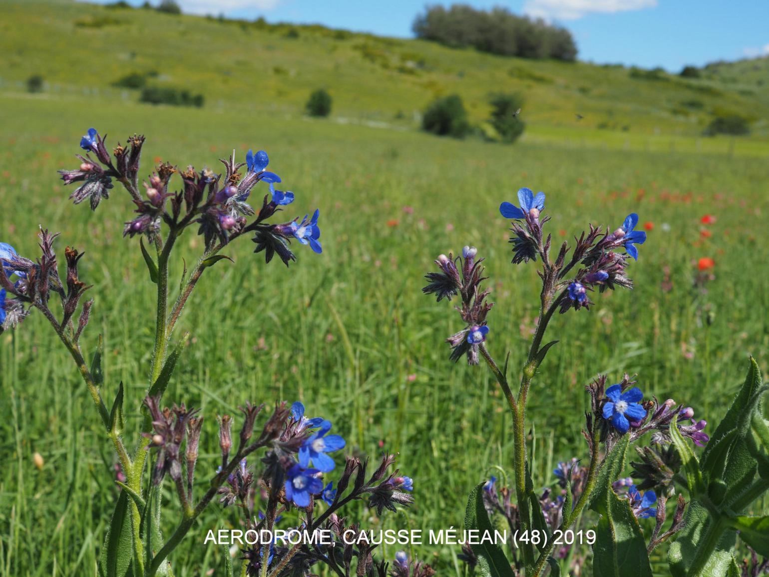 Bugloss, Italian